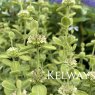 Ballota acetabulosa 'All Hallow's Green'