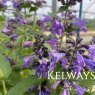 Nepeta Weinheim Big Blue