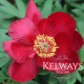 Paeonia Scarlet Heaven