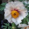 Paeonia 'Helene Martin'