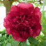 Paeonia 'Vesuvian'