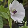 Althaea officinalis