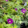 Geranium nodosum 'Tony's Talisman'