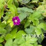 Geranium nodosum 'Tony's Talisman'