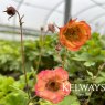 Geum 'Nonna' PBR