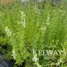 Hyssopus officinalis f. albus (Hyssop)