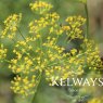Anethum graveolens (Dill)
