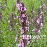 Hyssopus officinalis 'Roseus' (Hyssop)
