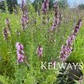 Hyssopus officinalis 'Roseus' (Hyssop)
