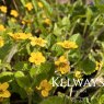 Chrysogonum virginiana var australe 'Andre Viette'
