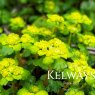 Chrysosplenium alternifolium