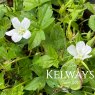 Geranium nodosum 'Silverwood'
