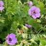 Geranium wallichianum 'Havana Blues'