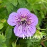 Geranium wallichianum 'Havana Blues'