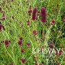 Sanguisorba officinalis 'Red Thunder'