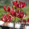 Lilium 'Claude Shride'