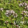 Origanum vulgare 'Aureum'