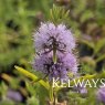 Mentha cervina
