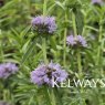 Mentha cervina