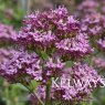 Centranthus lecoqii (3 litre pot)