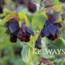 Cerinthe major 'Rhubarb and Custard'