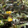 Berberis x frikartii 'Amstelveen'