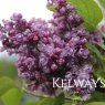 Syringa vulgaris 'Katherine Havemeyer'