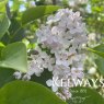 Syringa vulgaris 'Madame Lemoine'