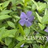 Vinca minor 'Bowles's Variety' (3 litre pot)