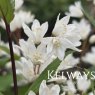 Deutzia gracilis 'Nikko' (3 litre pot)
