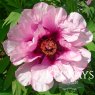 Paeonia 'Anna Marie'