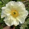 Paeonia 'Artemis'