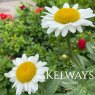 Leucanthemum x superbum 'Becky'