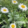 Leucanthemum x superbum 'Becky'