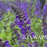 Salvia x sylvestris 'Viola Klose' (2 litre pot)