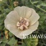 Alcalthaea suffrutescens 'Parkallee' (d)