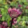 Astrantia 'Burgundy Manor' (3 litre pot)