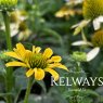 Echinacea purpurea 'Mellow Yellows'