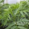 Datisca cannabina (2 litre pot)