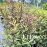Agastache 'Rosie Posie'