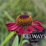 Helenium 'Ruby Thuesday'