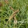 Carex oshimensis 'Evergreen'
