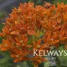 Asclepias tuberosa (9cm pot)