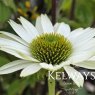 Echinacea purpurea 'Virginia' PBR