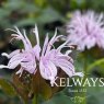 Monarda bradburyana