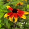 Rudbeckia triloba 'Prairie Glow'
