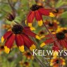 Rudbeckia triloba 'Prairie Glow' (2 litre pot)