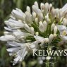 Agapanthus 'Snow Cloud'