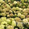 Hydrangea paniculata 'Polar Bear'