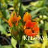 Ornithogalum dubium orange-flowered